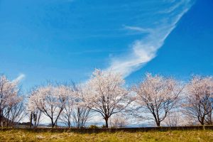 滋賀県竜王町　桜風景