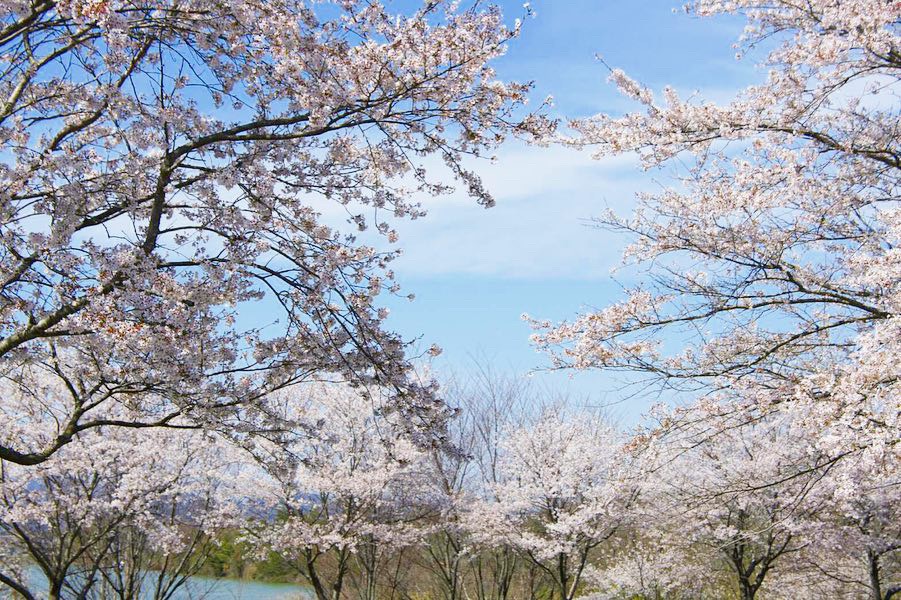 滋賀県竜王町　桜風景
